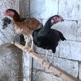 Taşkent mäki özbek ташкент