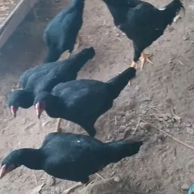 HORAZ MAKILER OZBEK TOHYM