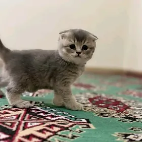 pişijekler, котята