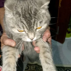 Шотландская кошечка