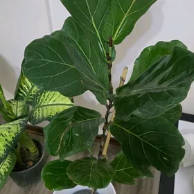 Фикус Лирата Бамбино