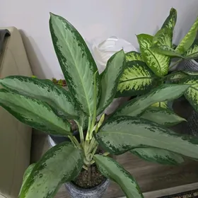 Аглаонема Клеапатра