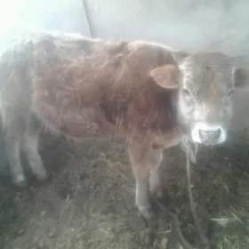 окуз 1 йрым йаш