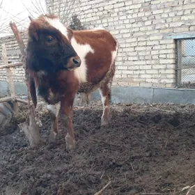 Satlyk gibrid öküzçe