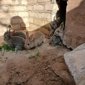 welikan towşan çagalary