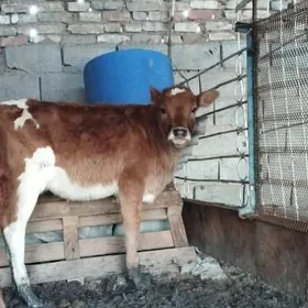 gulajyn mallar sagdyn