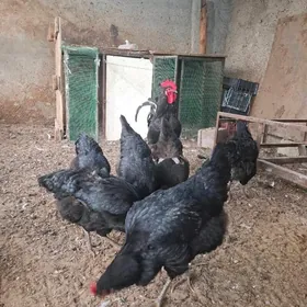 jersi gigant arginal