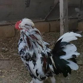 karlik troyka yaponka