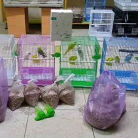 popugay komplekt gus