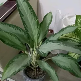 Аглаонема Клепатра