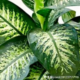 Деффенбахия