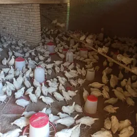 Elin we halal Jüýje