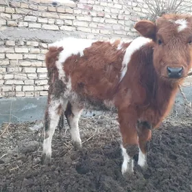 Satlyk gibrid unajyn