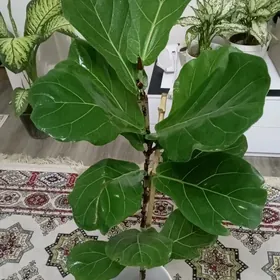 Фикус Лирата Бамбино