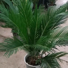 Пальма Цикас