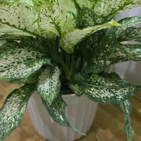 Аглаонема Даймонд