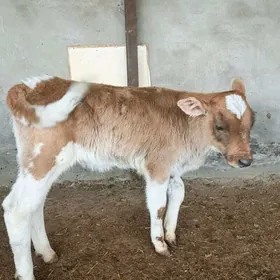 simental gole urkacy