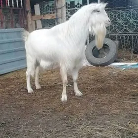 sanen kelek teke 2 sany