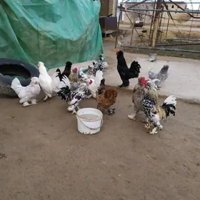 karlik troyka yumutgalary