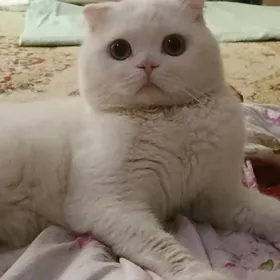 кот на вязку