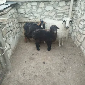 Guzyly goýun çewiş