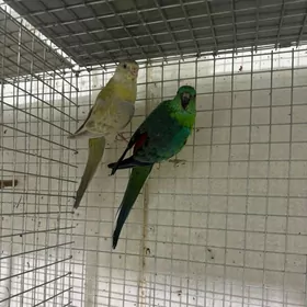 певчий попугай