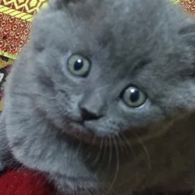 котята шотландские