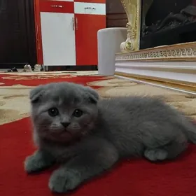 Шотландская порода котят