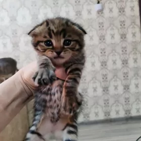 вислоухие котята мальчики