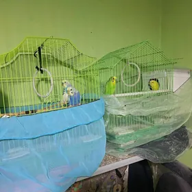 Волнистый попугай