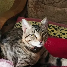 Обьявление