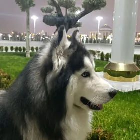 Хаски вязка