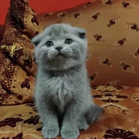 Шотландская