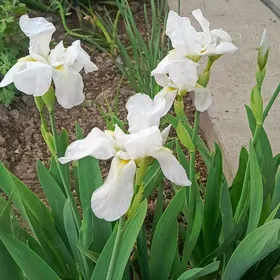 ирисы белого цвета