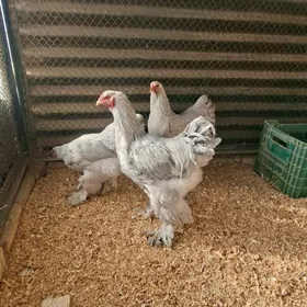 Брама Арасса Лаванда