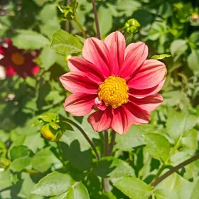 клубни цветов георгин