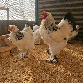 Брама Ак Чил Россия арасса