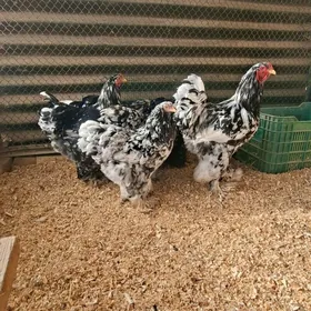 Брама Мрамор Арасса тохум