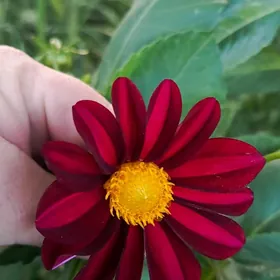 цветы георгины