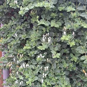 Cyrmasyan gul жасмин jimilis