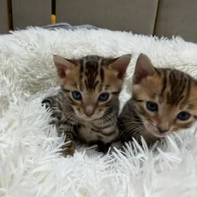Бенгальские  котята