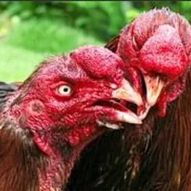 BAÝES TASKENT JÜJE