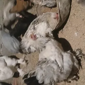 brama balgadskiy towuk