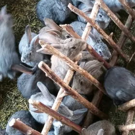 Arassa welikan towşan Çagasy