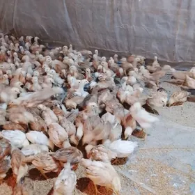 juyje 1 aydan geçen