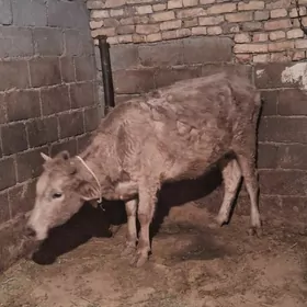 siwes sygyr sagylyan