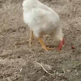 индюки на мясо