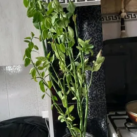 Цветы. Разные