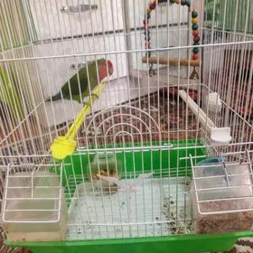 Nerazlucnik неразлучник