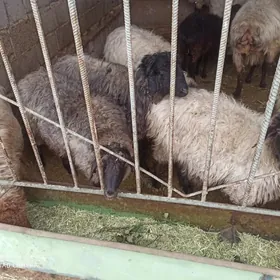 toklylar, işşekler tejen ş